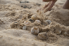 Die Eier der Meeresschildkröten werden umgebettet